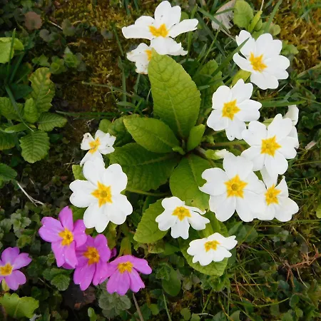 La Closerie Aux Ecureuils Limeux (Somme)