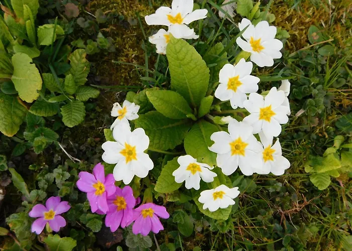 La Closerie Aux Ecureuils Limeux (Somme)